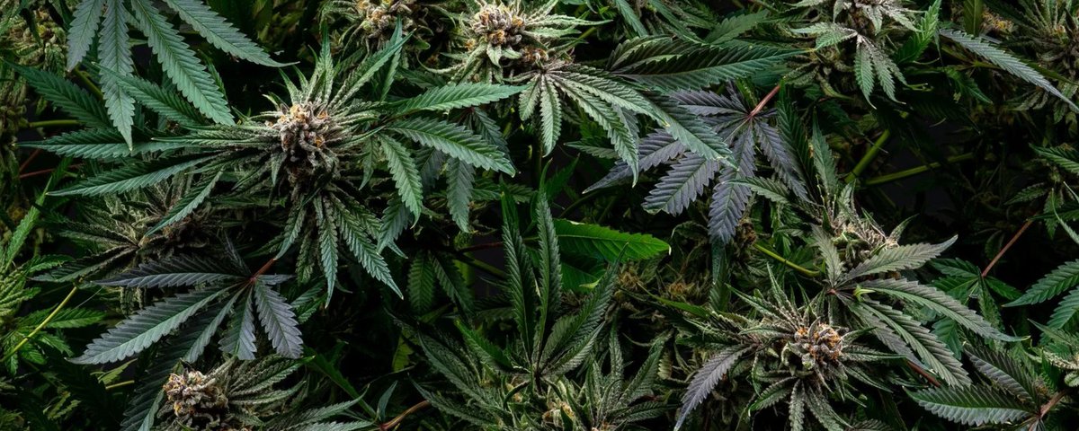 TrulieveCT's tweet photo. Enjoy 30% off all @CTPharmaSol products🌿 for a limited time. Visit Trulieve CT in Bristol and take advantage of this special offer while supplies last: https://t.co/9rFwXTkwfI
.
Do not use if you are under twenty-one years of age. Keep out of the reach of children. https://t.co/A7AbWTKqc7