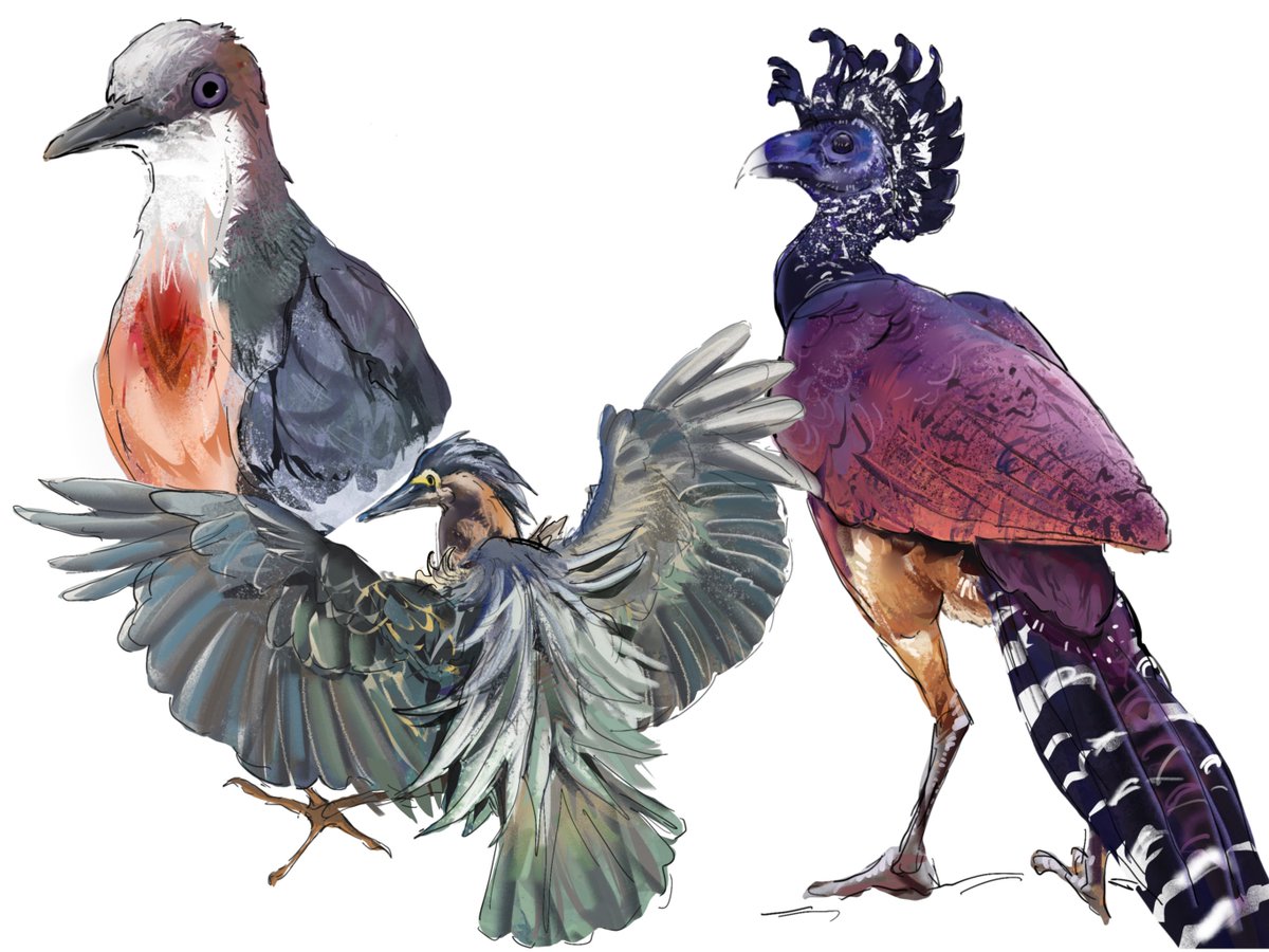 tam0kuu's tweet photo. should probably stop birdposting https://t.co/NWy5BQ0UUs