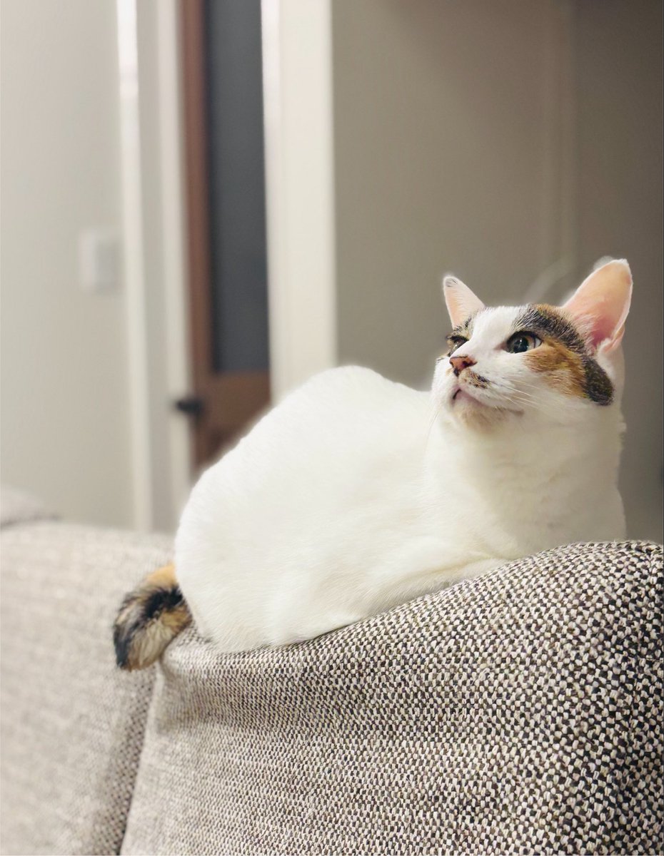 a_chan0059's tweet photo. #写真好きな人と繋がりたい
 #猫のいる暮らし https://t.co/pb8QWHQ6q7