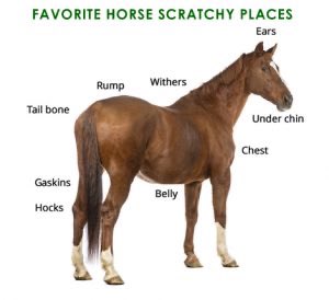 horseimage's tweet photo. a helpful guide https://t.co/shYQfwu3K6