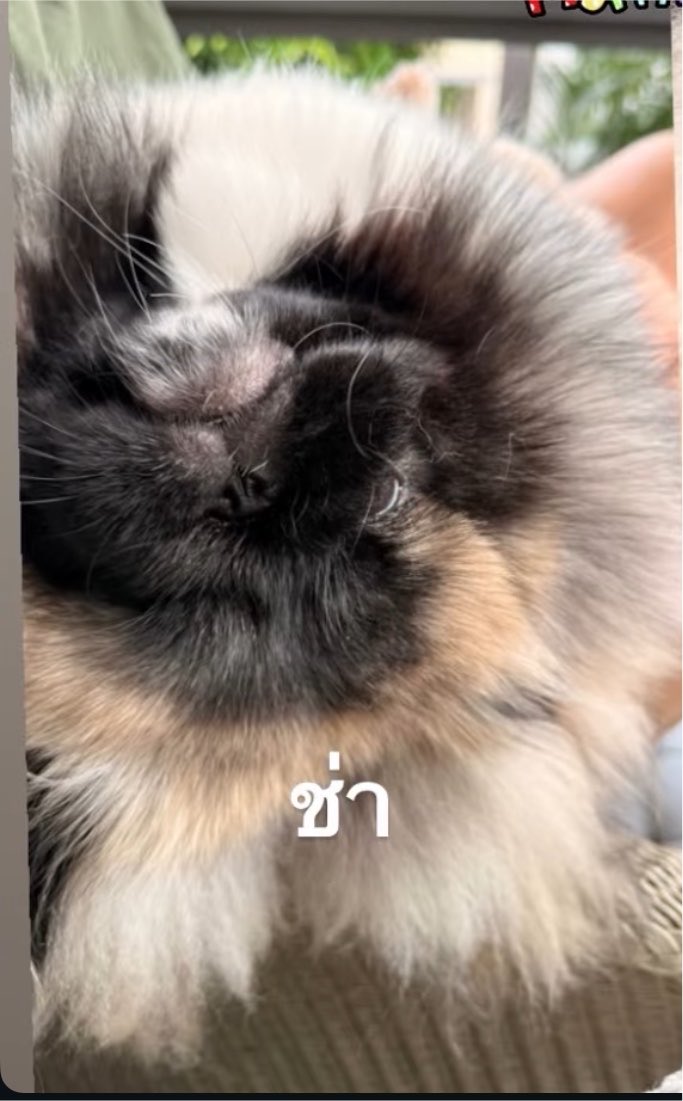 _muffinp's tweet photo. อั่น คือทำท่าไหนน้อหลานย่าย่า ปากยุไหน ตายุไหน https://t.co/cqaqTyUekL