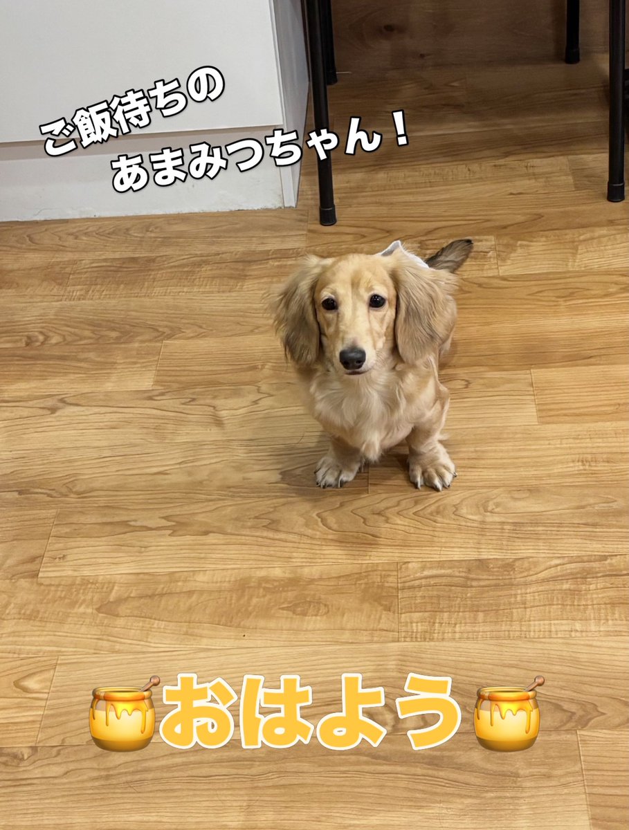 hogokensakai's tweet photo. 本日最初の投稿は…
あまみつちゃん🍯

大好きなご飯の前は大はしゃぎ💨
やったー！ご飯だー！！と嬉しそうです🥰
準備待ちの時は上手にお座りしてますよ❣️

今日も美味しいご飯を楽しみにいっぱい遊ぶぞ🔥✨️

🏠里親さま募集中🐶
📛あまみつ
6ヶ月/女の子
#ミニチュアダックスフンド https://t.co/mrJjIgiaRo