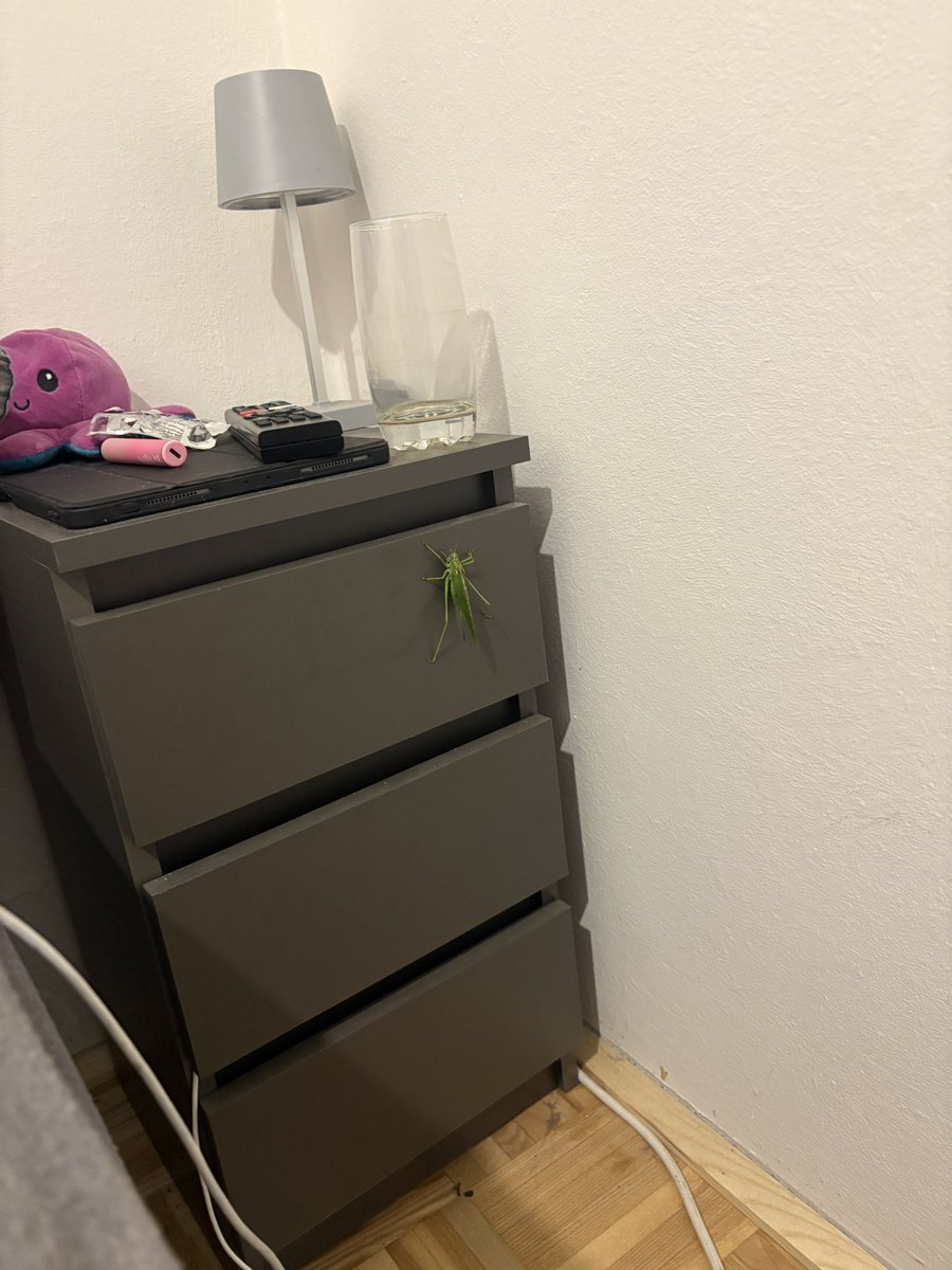 ToruBTW's tweet photo. Fazit selbst bei 40 Grad in einer Dachgeschoss Wohnung bekommt man immer noch besuch von überdimensionalen Heuschrecken die eigentlich im Feld leben😩🤝🏻 https://t.co/HpTBmF0P62