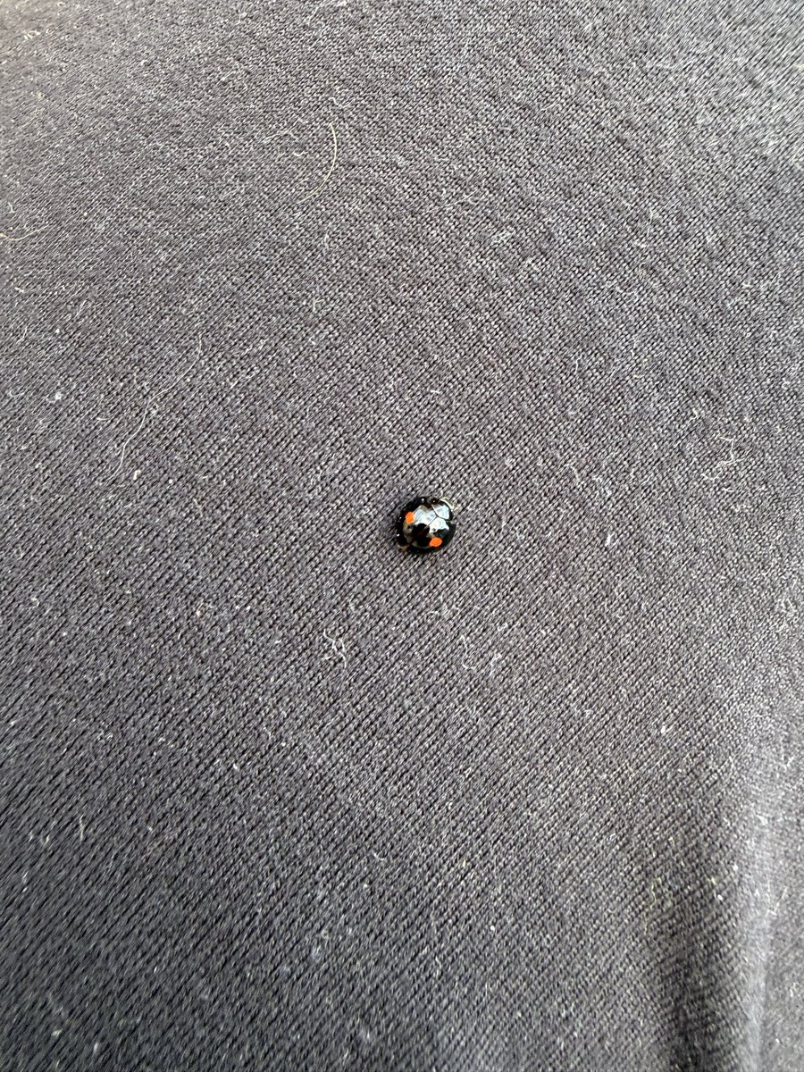 altervoidstar's tweet photo. Random bug that landed on me during vacation, idk what it is but it looks like a inverted lady bug https://t.co/ImPdqcclzS