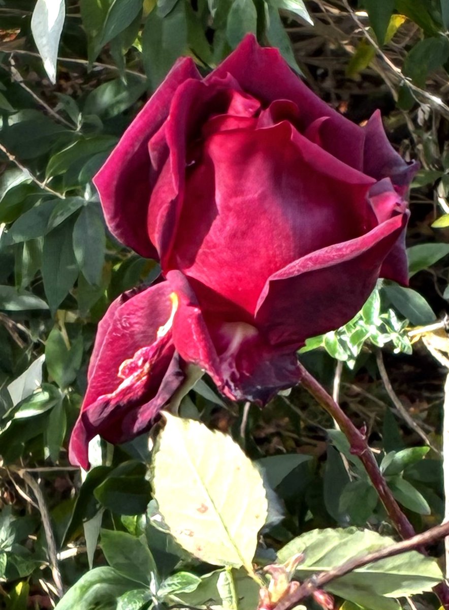 mona1961talks's tweet photo. The theme is #Red 
#winterblooms
#roses https://t.co/rDaWRrdM0n
