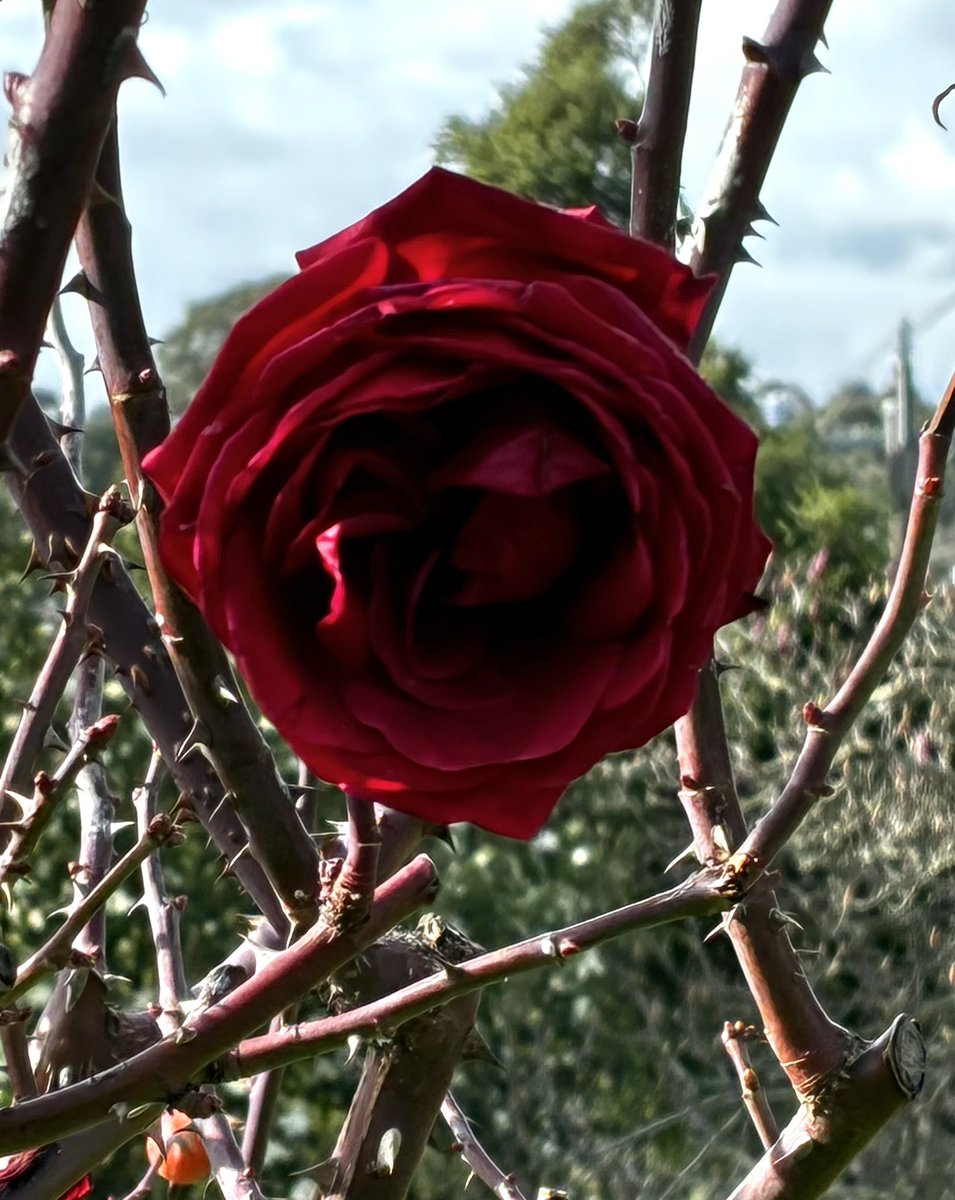 mona1961talks's tweet photo. The theme is #Red 
#winterblooms
#roses https://t.co/rDaWRrdM0n
