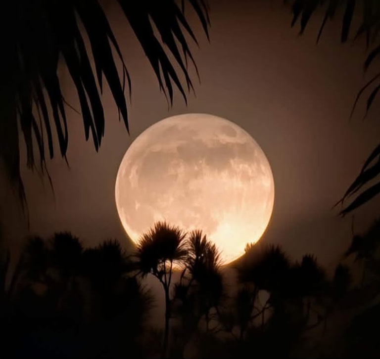 MattDevittWX's tweet photo. FLORIDA FULL MOON! 🌕 Incredible shots of the July "Buck Moon" rising this evening and shining bright across the state. Feel free to share your pics too! Credit: Philip Metlin &amp; Daisy Ace @stormhour https://t.co/3tvMPN44DZ