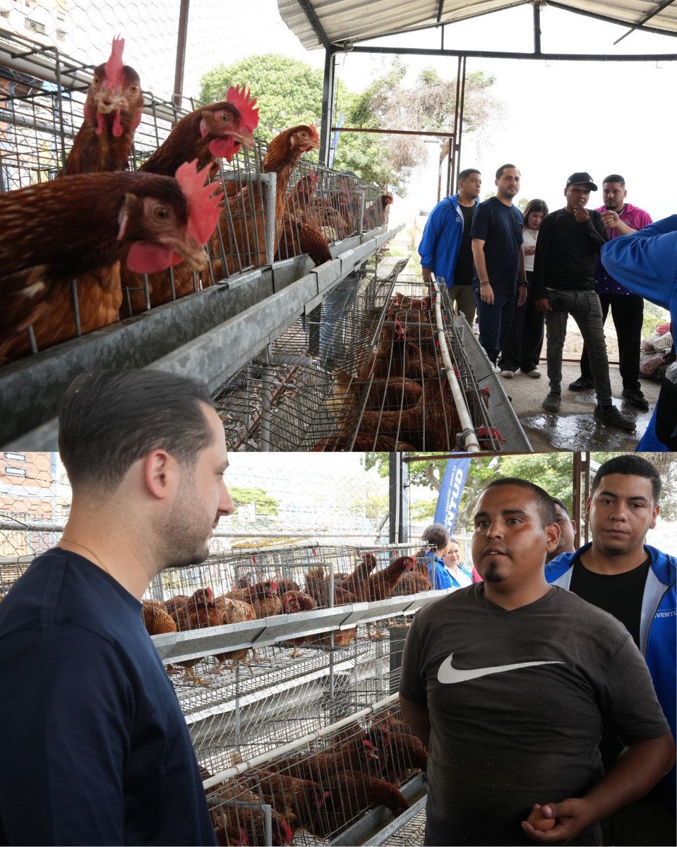 Minjuventud__ve's tweet photo. En la Granja Wilker González de la Comuna Socialista Sierra Maestra, en Caracas, los chamos optimizan cada rincón para criar 478 animales entre gallinas y cerdos. 

Un modelo que fortalece la economía local y demuestra el impacto del respaldo del Gobierno Bolivariano a los Proyectos Tipo.

@delcyrodriguezv 
@SLotartaro_