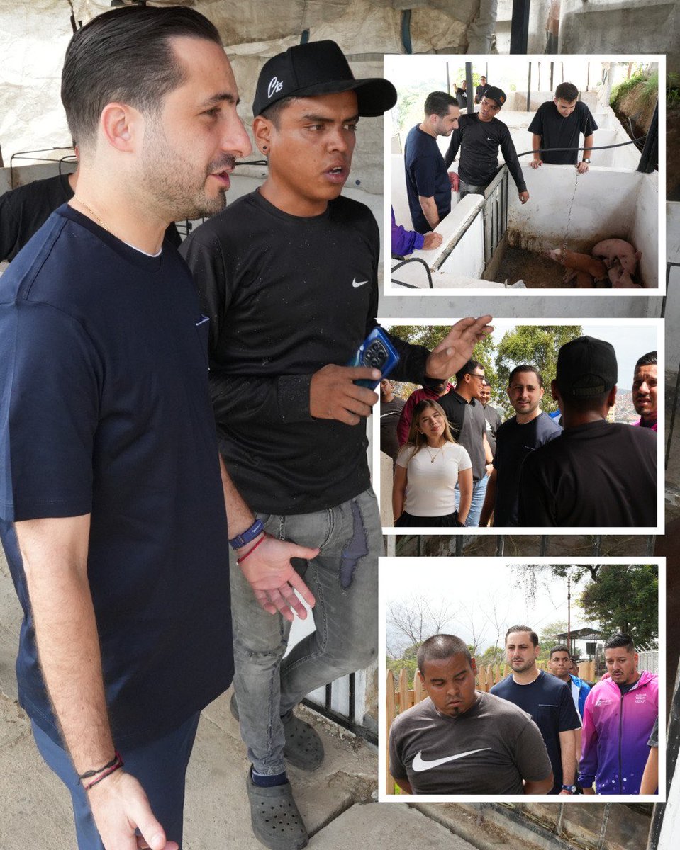 Minjuventud__ve's tweet photo. En la Granja Wilker González de la Comuna Socialista Sierra Maestra, en Caracas, los chamos optimizan cada rincón para criar 478 animales entre gallinas y cerdos. 

Un modelo que fortalece la economía local y demuestra el impacto del respaldo del Gobierno Bolivariano a los Proyectos Tipo.

@delcyrodriguezv 
@SLotartaro_