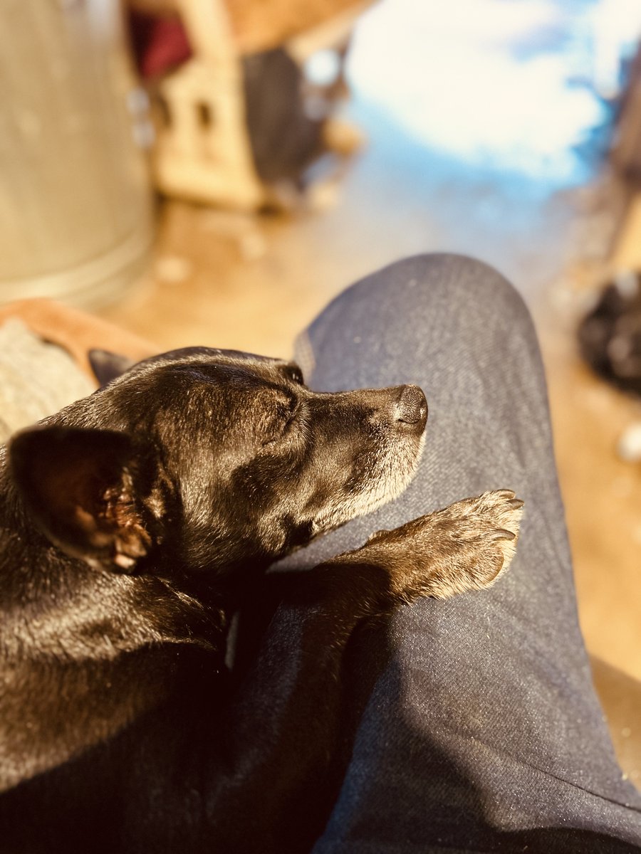 hendrix_de21407's tweet photo. My girl midnight 22 and still wants to sleep on her best friend’s left leg. https://t.co/MCC1c6XVgF