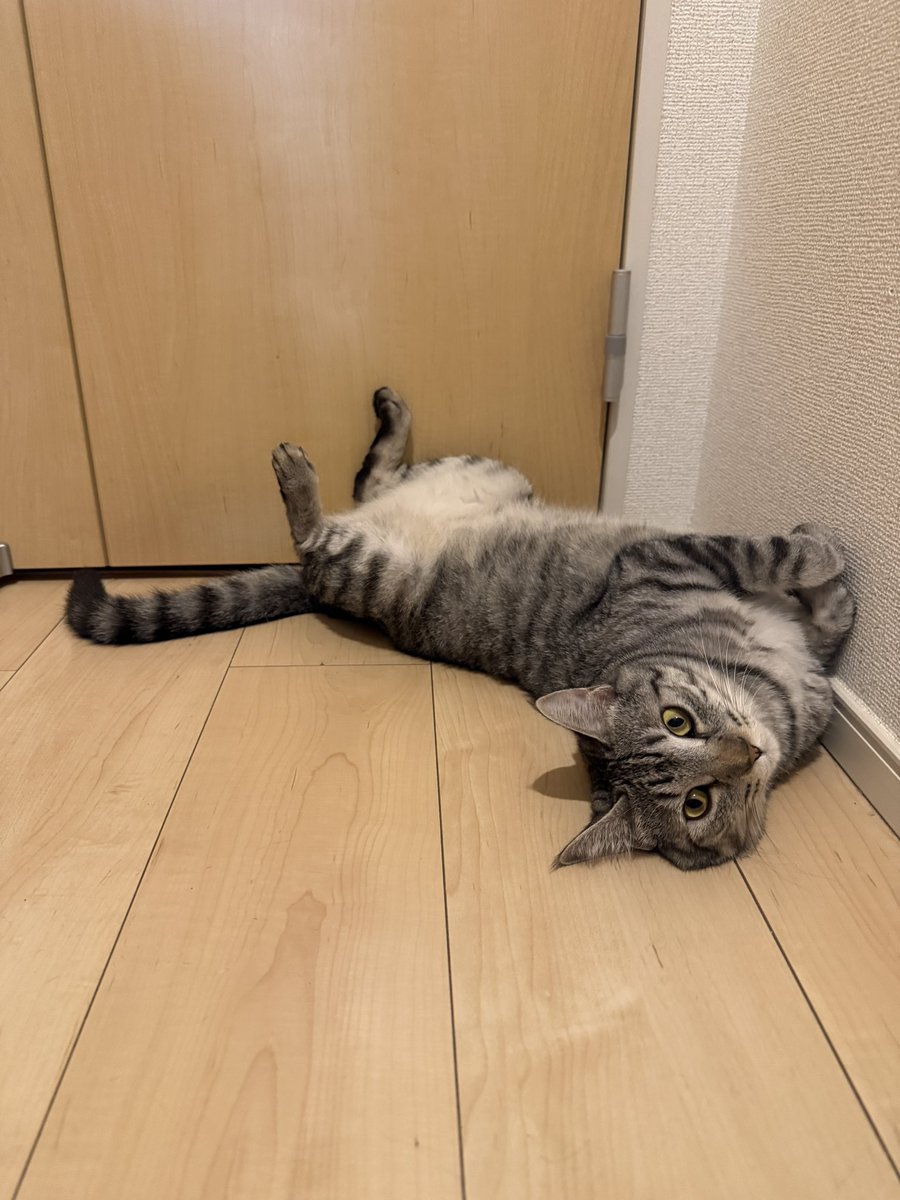 mimiamama's tweet photo. とろける娘
#保護猫 https://t.co/x6ive1f8f9