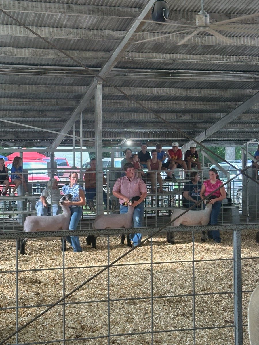 Darnocmit64's tweet photo. Three SMC students showing their sheep at the Crawford Count Fair. Alot of hard work and some ribbons earned! A good night for them! @SMCschools https://t.co/AsGbZd6UYz