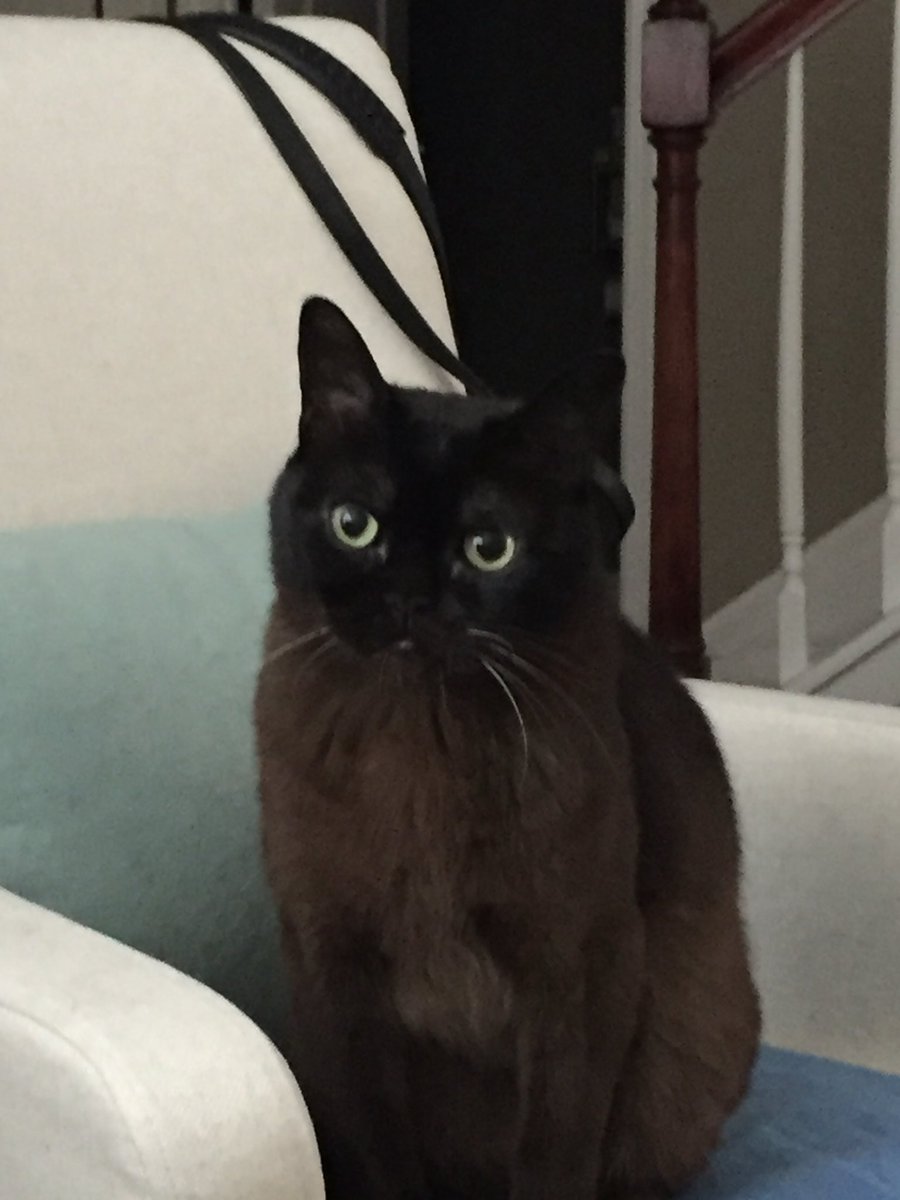 Wattsit2yah's tweet photo. @sabamaliktmhg Nicholas - full name Tsar Nicholas of Panthat. Agility champion (before I got him) Best Burmese boy ever. Was with me for almost 18 years 💙 https://t.co/r05Bhf3GOA