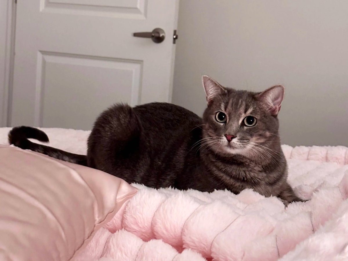 uhyeahbruv's tweet photo. Appreciate all the support on the response doc! I will now resume not using this website. Have a cat before I go: https://t.co/n4Y7BIHbtN