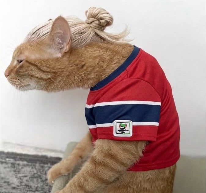 JustFTBLinnit's tweet photo. Now there is only one cat remaining 💔 https://t.co/6k3990VgUw