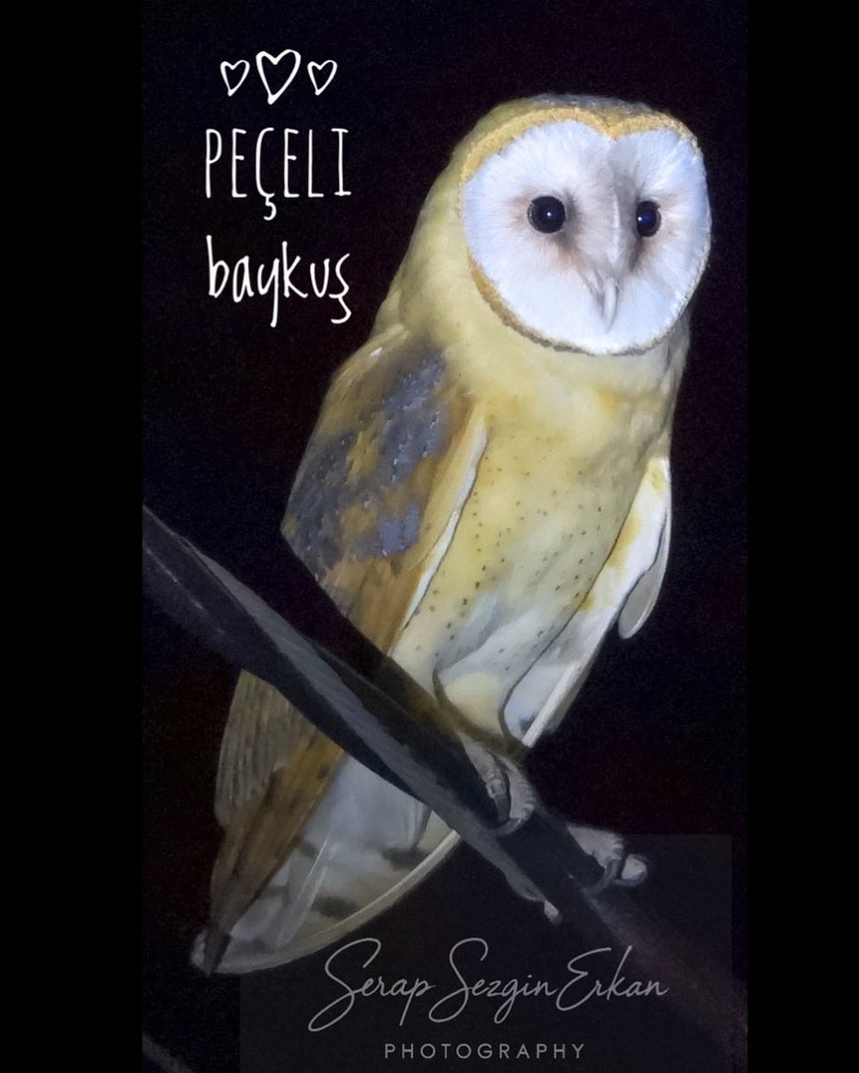 serapssc35's tweet photo. Gecenin bana süprizi🐿️🦅💐🦅 https://t.co/TcrKTprnC4