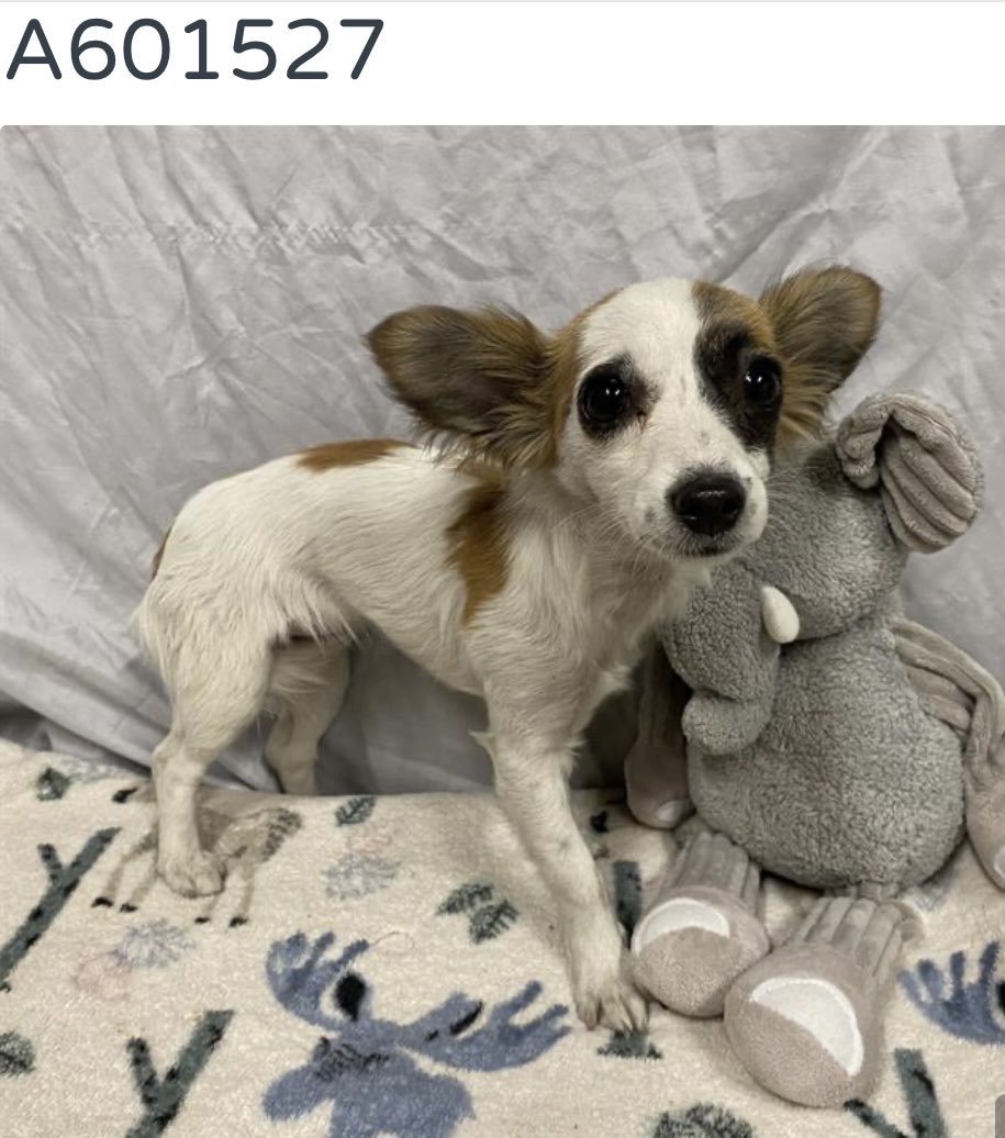 luv2laugh12's tweet photo. This is Diamond…she’s listed as a papillon, only 1 yr old and 8 lbs. Please can anyone help her? 🙏
She looks terrified. 

The shelter director at Stanislaus Animal Services Agency in Modesto, CA has just added her to the red list even though there were 40 empty kennels as of Monday, not including whatever is in restricted area. Diamond has also only been at the shelter for 7 days!