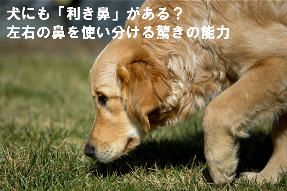 E1vTk's tweet photo. 犬は鼻が良いだけではありません。左右の鼻を状況に応じて使い分ける「利き鼻」という興味深い能力があります。研究で分かっていることや散歩���の関係、自宅でできる観察方法まで紹介しています。愛犬を見る目が少し変わるかもしれません。

https://t.co/ReF1tlSF3a https://t.co/eeZSyBHinD