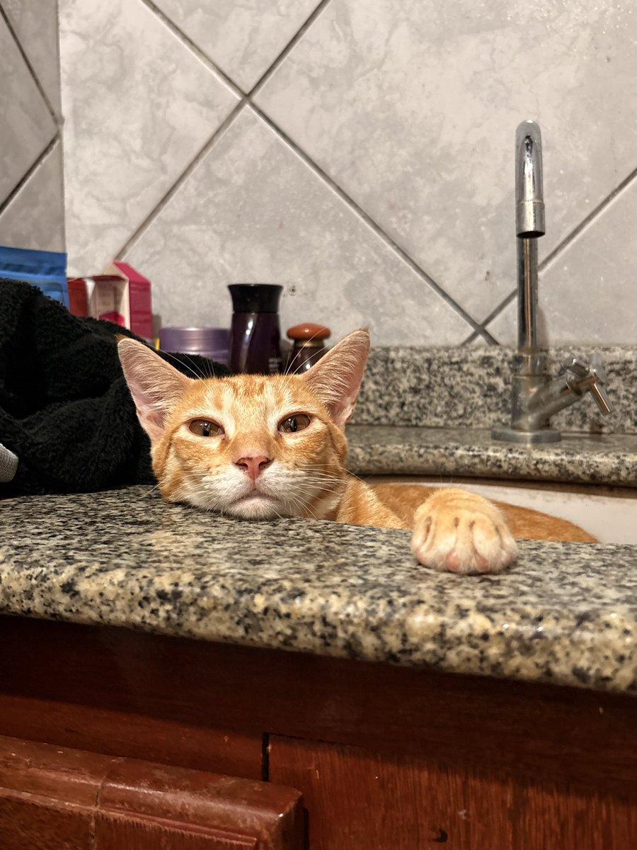 drezzaferreira1's tweet photo. Desejo que vocês experimentem, pelo menos uma vez na vida, a sensação de ser a pessoa preferida de um gatinho. 🧡 https://t.co/03VPrpFceb