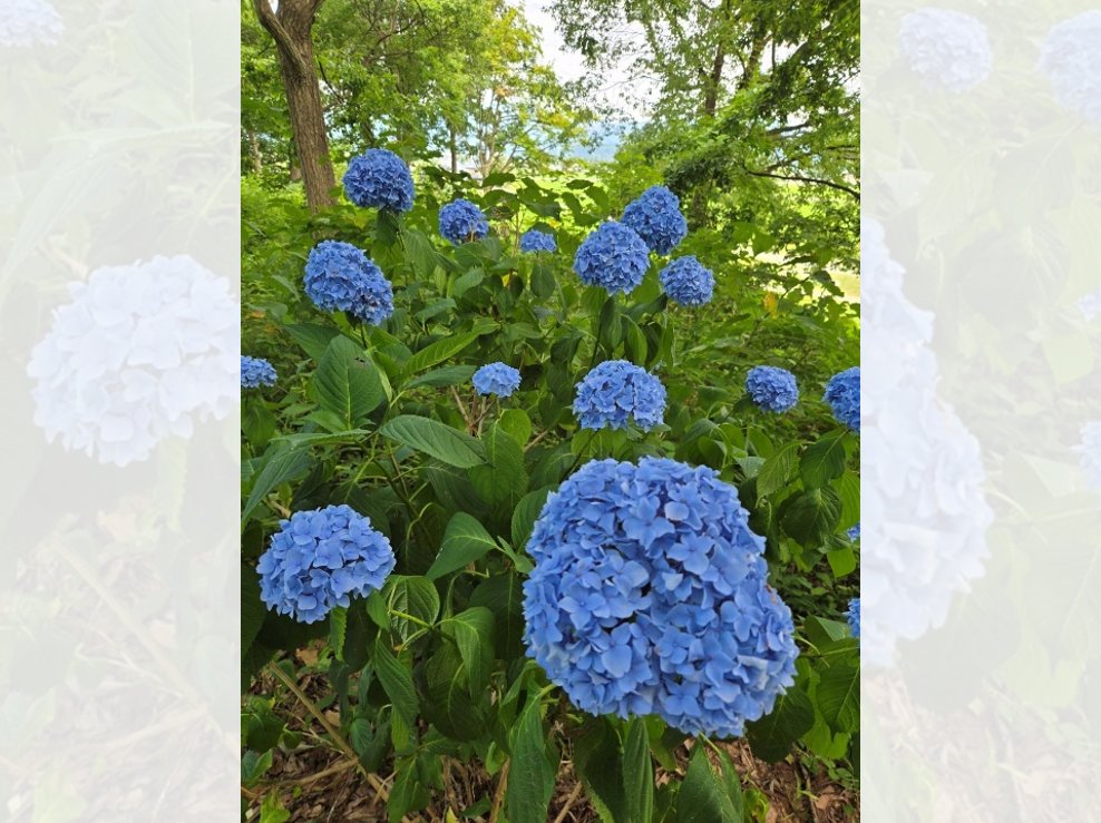 senkanko's tweet photo. 【#大曲農業高校 の生徒と巡る美郷・大仙の魅力】

🌿#美郷町ラベンダー園
刈り取りを終え、来夏へ向け静かな準備期間へ。
緑豊かな落ち着いたハーブ園の姿も素敵です。

🏛️#大仙市払田柵跡
自然を感じる歴史スポット！
石段の先の絶景や道中の紫陽花も必見🌸

ぜひ足を運んでみてください！ https://t.co/KOaFeWDRj7