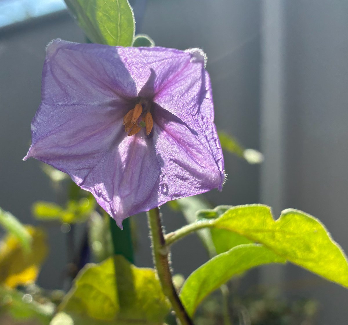 anyakoda's tweet photo. 暑い中でオクラの花と久しぶりのナスの花
#戦争に反対するお花畑の会 https://t.co/CumvZ8IFRR