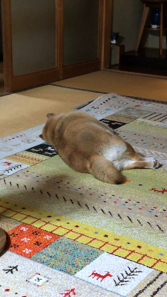 mantikotiko's tweet photo. #柴犬 #デブ https://t.co/h1MkTUH1l7