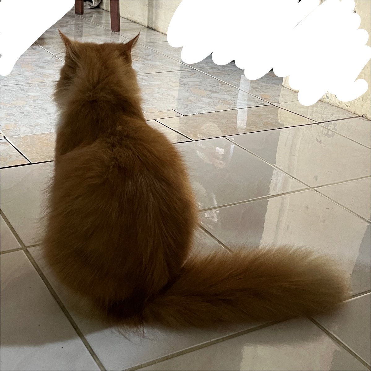 cinnefil's tweet photo. tampak belakang vs tampak depan https://t.co/uvTvPJ2GNu