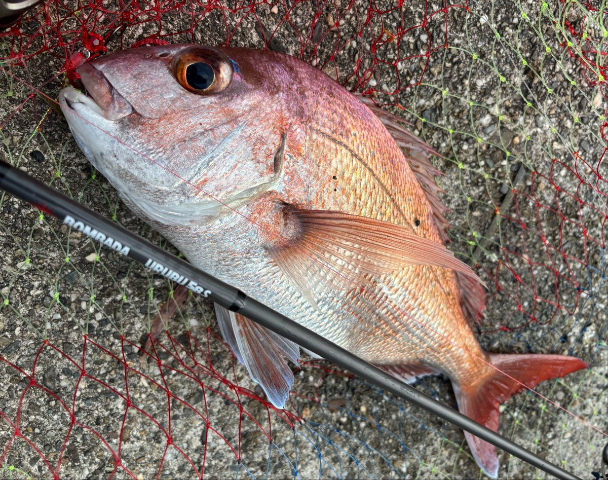 namatamanama's tweet photo. モーニングタイもした ☀️☀️☀️ 
　
#たいぽよ　
#RedseaBream 
#BOMBADA 
#ボンバダ　
#URUBU58S 
#ウルブー58S https://t.co/FGe9SbkzQx