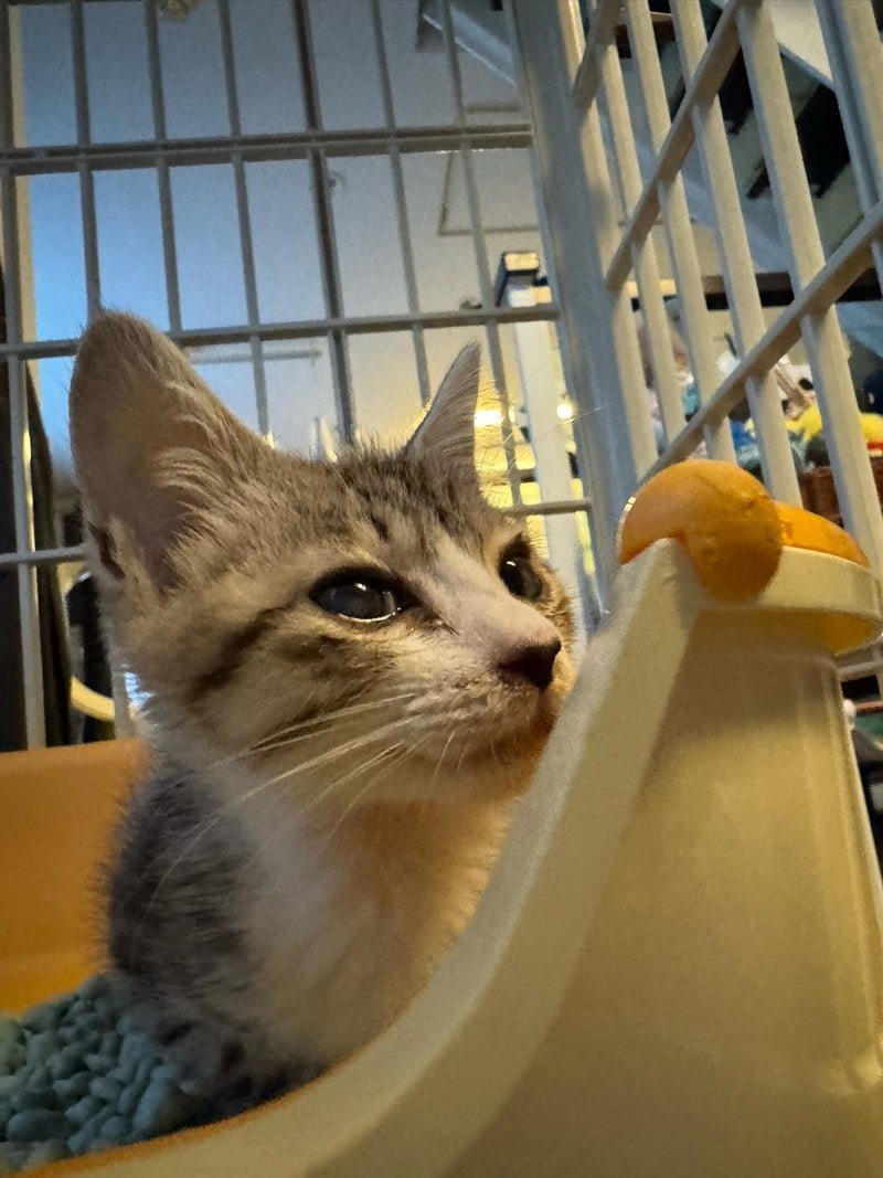 tsuredurenekoya's tweet photo. まぁ。何というか
わちゃわちゃです🤣
新入りの
猫風邪治療していたチビたち😻
里親募集中です😻
#保護猫
#徒然猫屋
#里親募集中 https://t.co/MBRxv0f4qZ