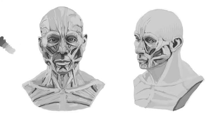 Cristgor01's tweet photo. étude anatomique #anatomie #artanatomie #boceto https://t.co/lc9fEEyXLL