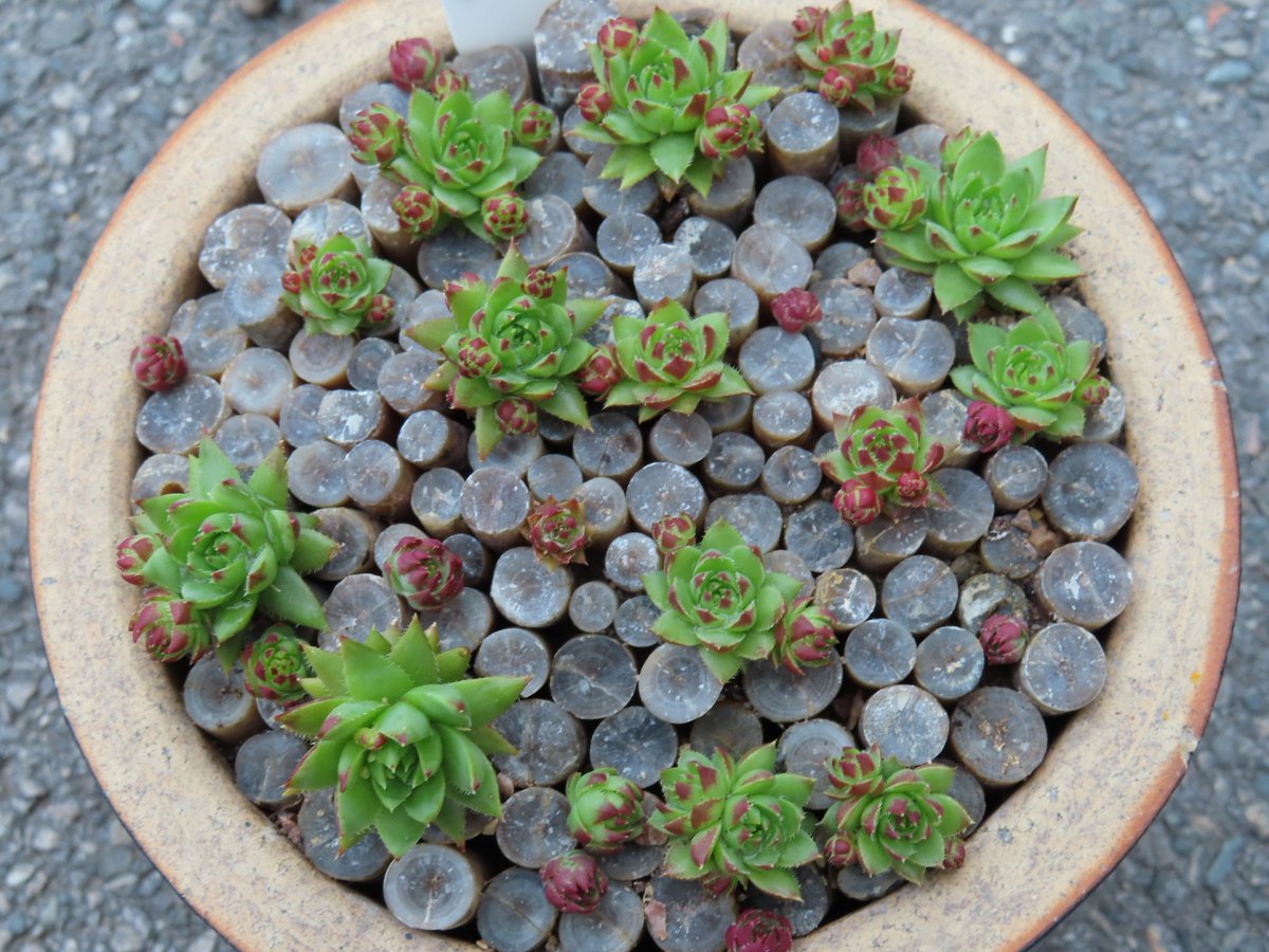Khaph's tweet photo. Jovibarba 'Emerald Spring' is starting to lose its offsets. They're known as rollers and they really do roll #jovibarba #alpines #succulents #fossils #belemnites https://t.co/E56h1KQvMc
