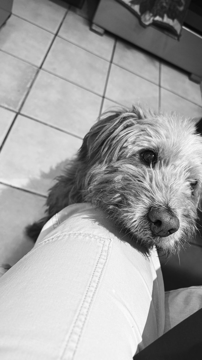 almendraselena's tweet photo. El domingo tuve que despedirme de mi mejor amigo, dejó un hueco en mi corazoncito y lo extraño muchísimo❤️‍🩹 

Gracias Brunito por 14 años de mucho amor🤍 https://t.co/PAdVRQkA3M