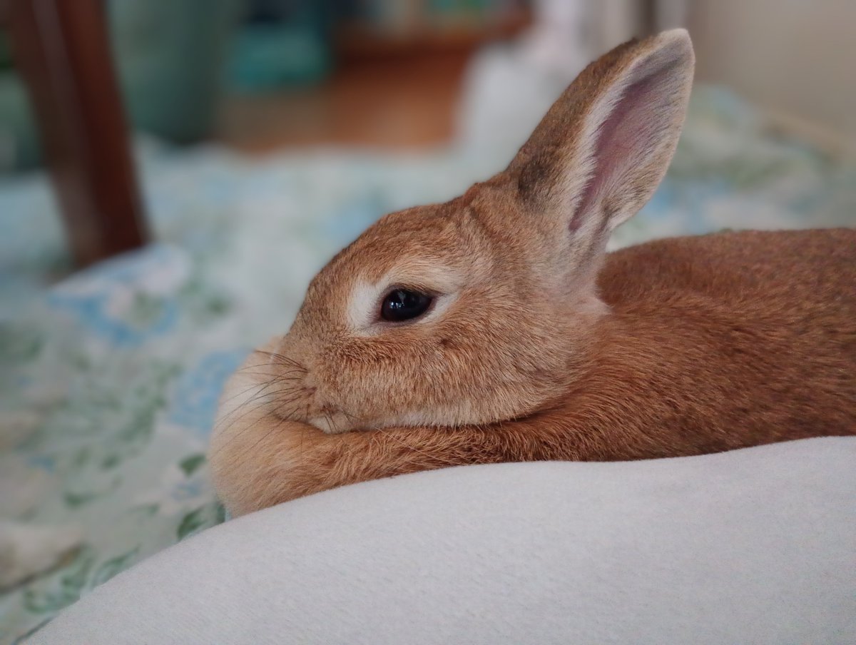 paeonialacti1's tweet photo. 九州地方に１日も早く日常が戻りますように

#うさぎ
#うさぎ大好き
#うさぎのいる生活
#うさぎのいる暮らし
#パールたんとシトリンとオレオ https://t.co/hqbEWHhZ8r