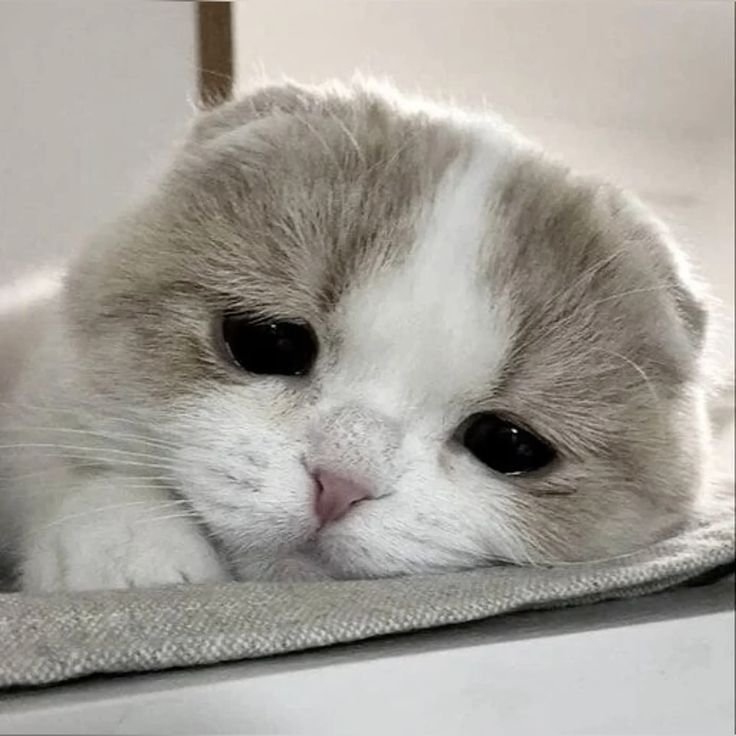 amora 💌 tweet media