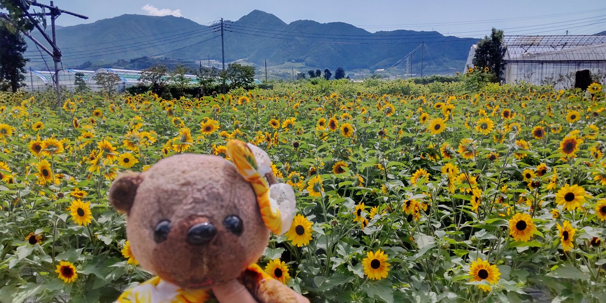 reuchanfirst's tweet photo. ヤッホ〜イヽ(^。^)ノ🌻🌻🎶🎶 https://t.co/IlMQLD8GBS