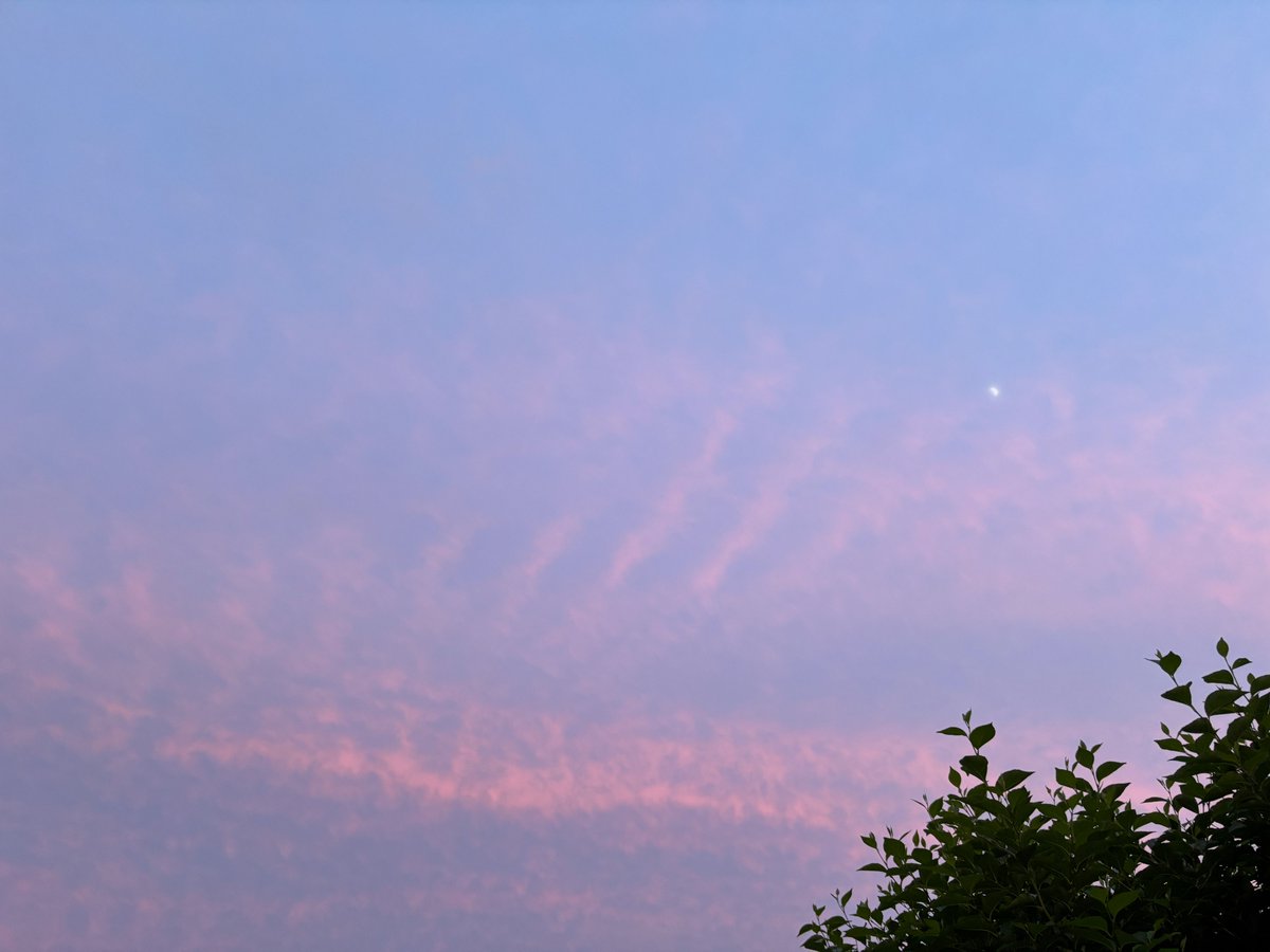 _osumi_sumi's tweet photo. 大変ご無沙汰してしまいました。
野々すみ花です。「ののがたり」はひっそりと続けておりますので、よろしければご覧ください。
https://t.co/sRYf1YKmPZ https://t.co/I8CYwWW2fF