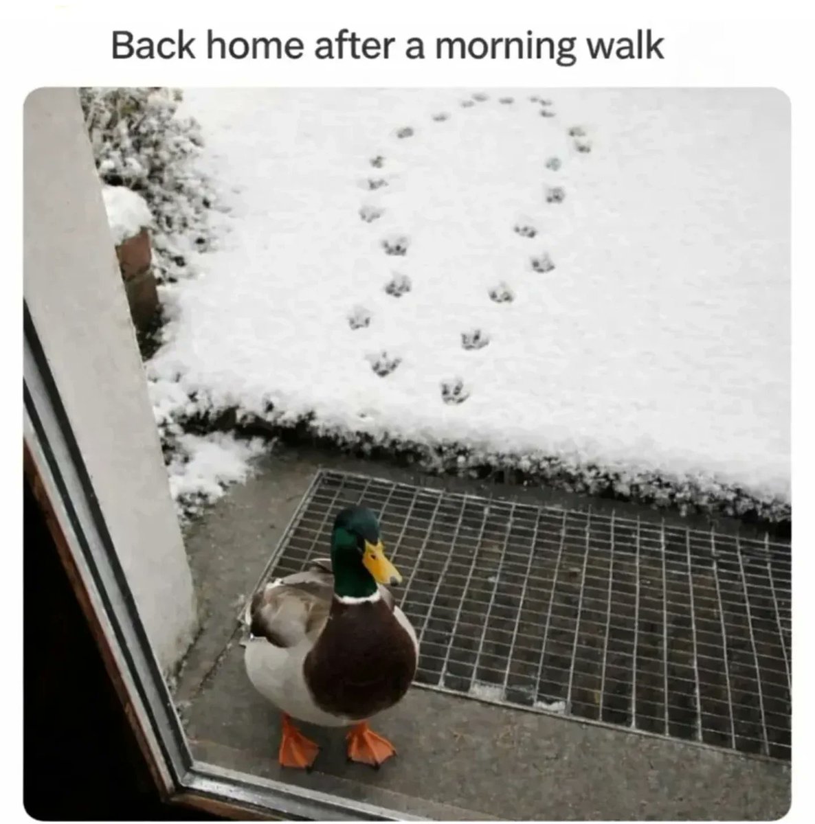ducksocietys's tweet photo. Did you?!
-
-
-
-
Credit 📸:unknown 
✅ Credit goes to the respective owner
🚫 No copyright infringement intended
📩 DM for Delete/Credit/anything
.
.
.
.
#duck #ducks #ducksofinstagram #pets #petsofig https://t.co/XKIxStrUCu