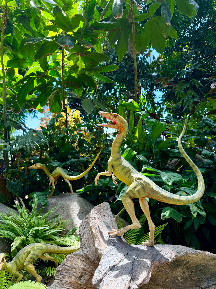 EmaandCdsfkoco's tweet photo. 🦕 Step into Jurassic World: The Experience and witness life-size dinosaurs hidden among lush jungle foliage!🌿☀️ https://t.co/j8clZUWIza