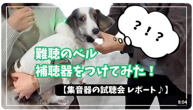 solidsonic1's tweet photo. 【クラファン活動報告】【感動レポート】先天性難聴のベルちゃんがVibone nezu Petを体験！YouTubeで公開されました🐾 | 愛犬に、もう一度あなたの声を届ける「Vibone nezu pet for Dogs」 https://t.co/HjukTFRo1s https://t.co/FWGQXtOtmI