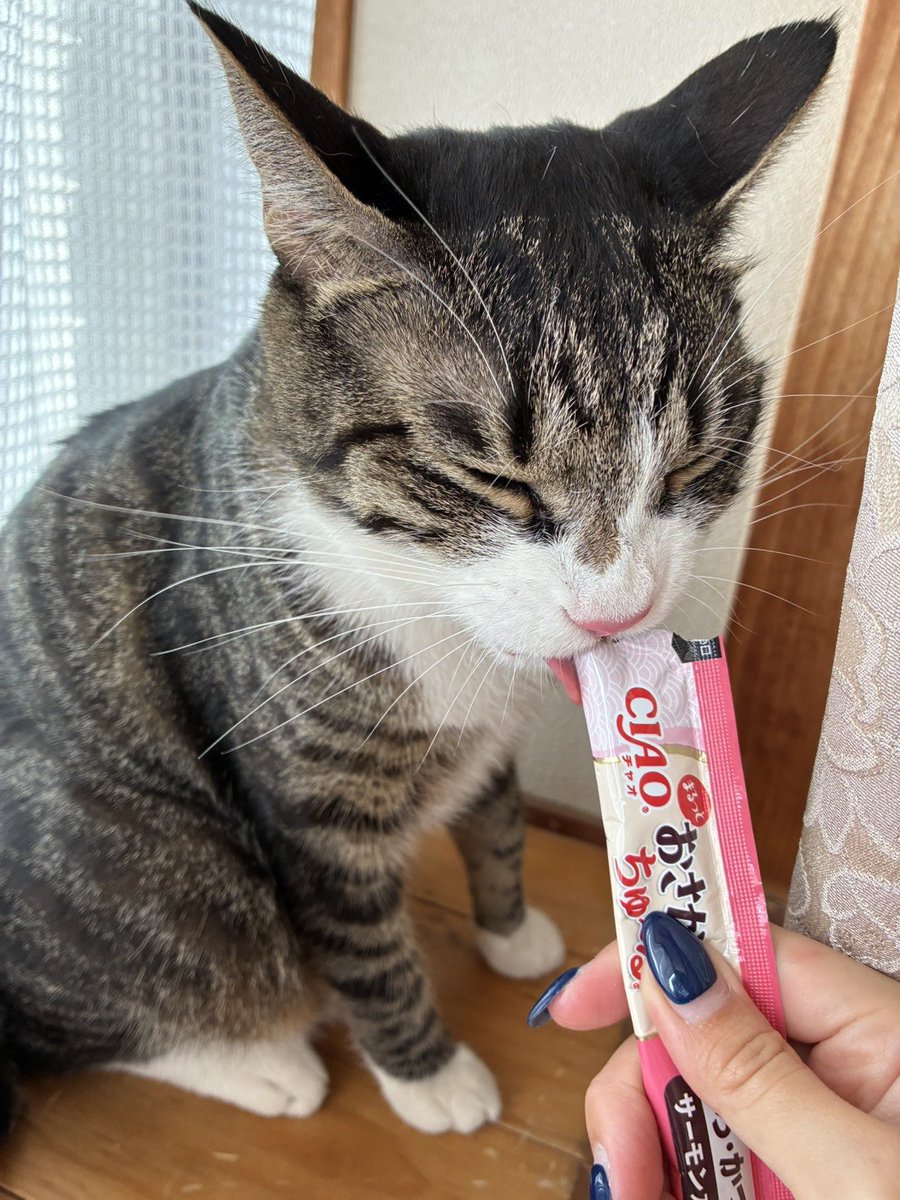 KEcqbhLxSUTj1cP's tweet photo. 飲まず食わずで脱水ぎみだったのか、特別にチュール5本食べました🐱😅 https://t.co/8dFOAciTb8