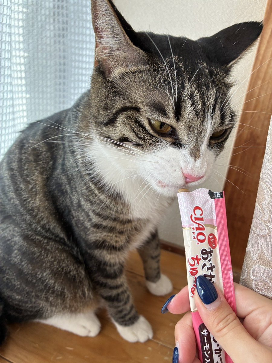 KEcqbhLxSUTj1cP's tweet photo. 飲まず食わずで脱水ぎみだったのか、特別にチュール5本食べました🐱😅 https://t.co/8dFOAciTb8