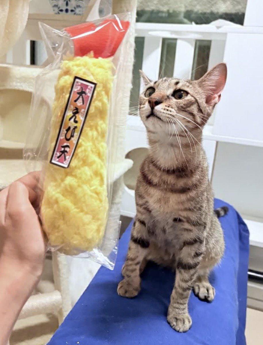 shippoTVshop's tweet photo. 猫さん大喜びの@atelier168 さん作🪡
大きなえび天🦐🐾
キャットニップ入りで、ケリケリにも負けないしっかり仕立て✨
ふかふかの触り心地で、おもちゃとしても枕としても楽しめる人気アイテムです😸

お買い物が保護猫たちへの支援につながります🐈👇
https://t.co/PogwhV7qu0 https://t.co/9oofpatca8