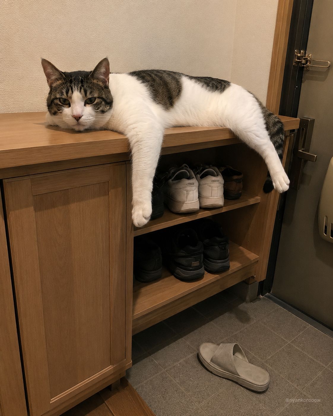 にゃん太郎｜猫画像｜Funny Cats on X: 
