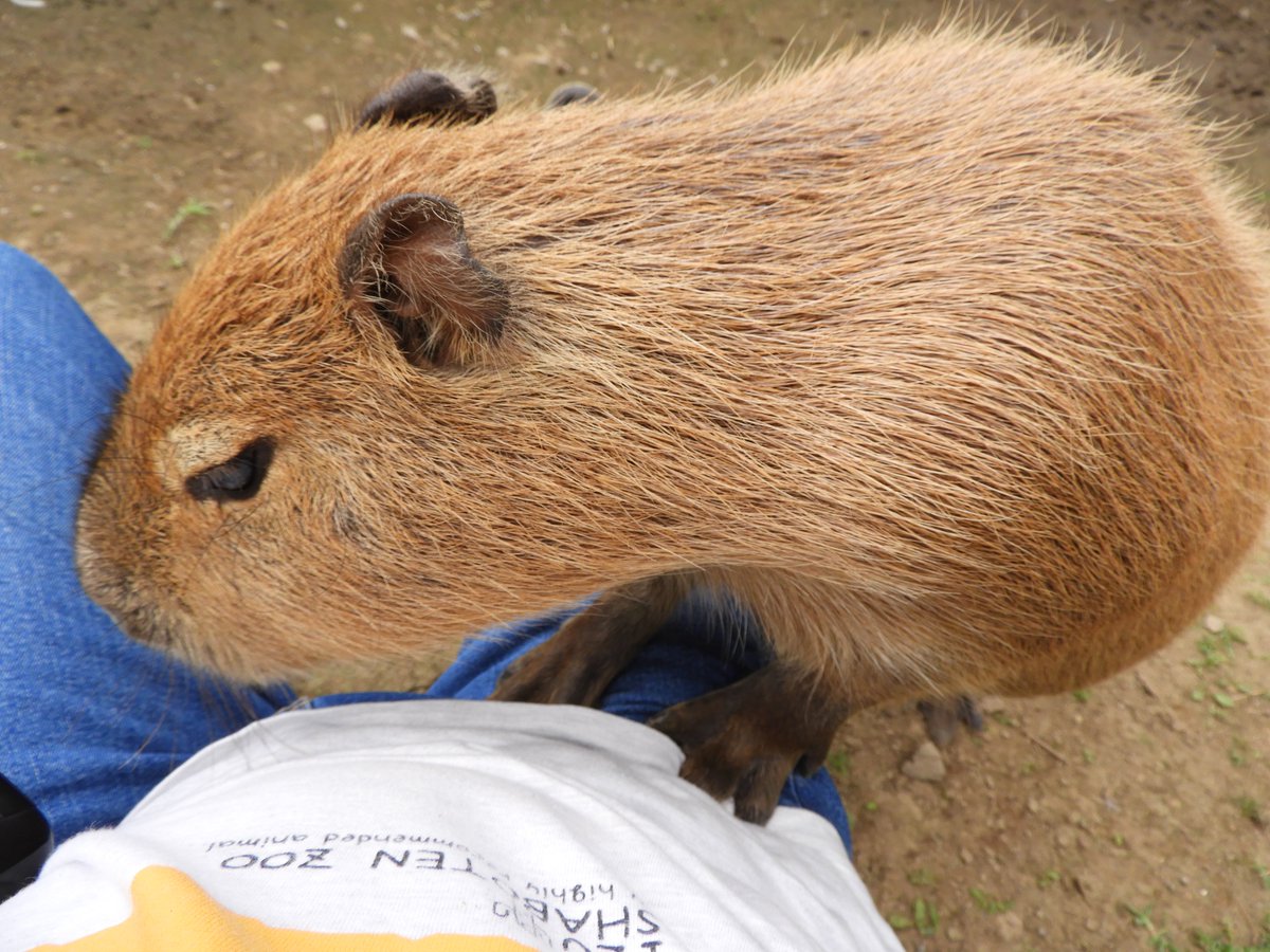 Bruckner_A_J's tweet photo. #カピバラ #袖ケ浦ふれあいどうぶつ縁
あそぼうぜー
（あそぶ→なめる）
2026/7/28 https://t.co/agfDByRmMX