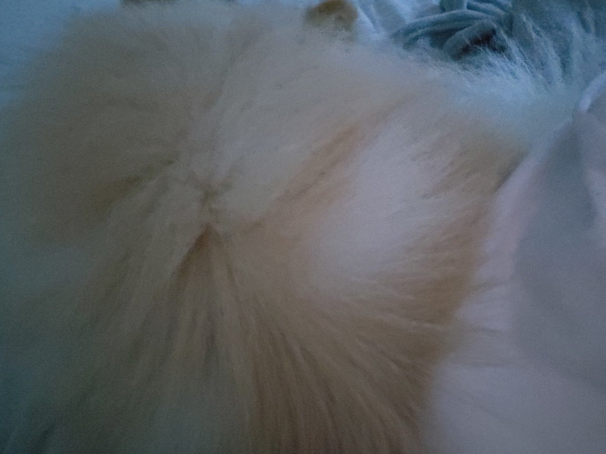 Jullysiz's tweet photo. Esse cachorro não desgruda tadinho https://t.co/twpW28i4gC