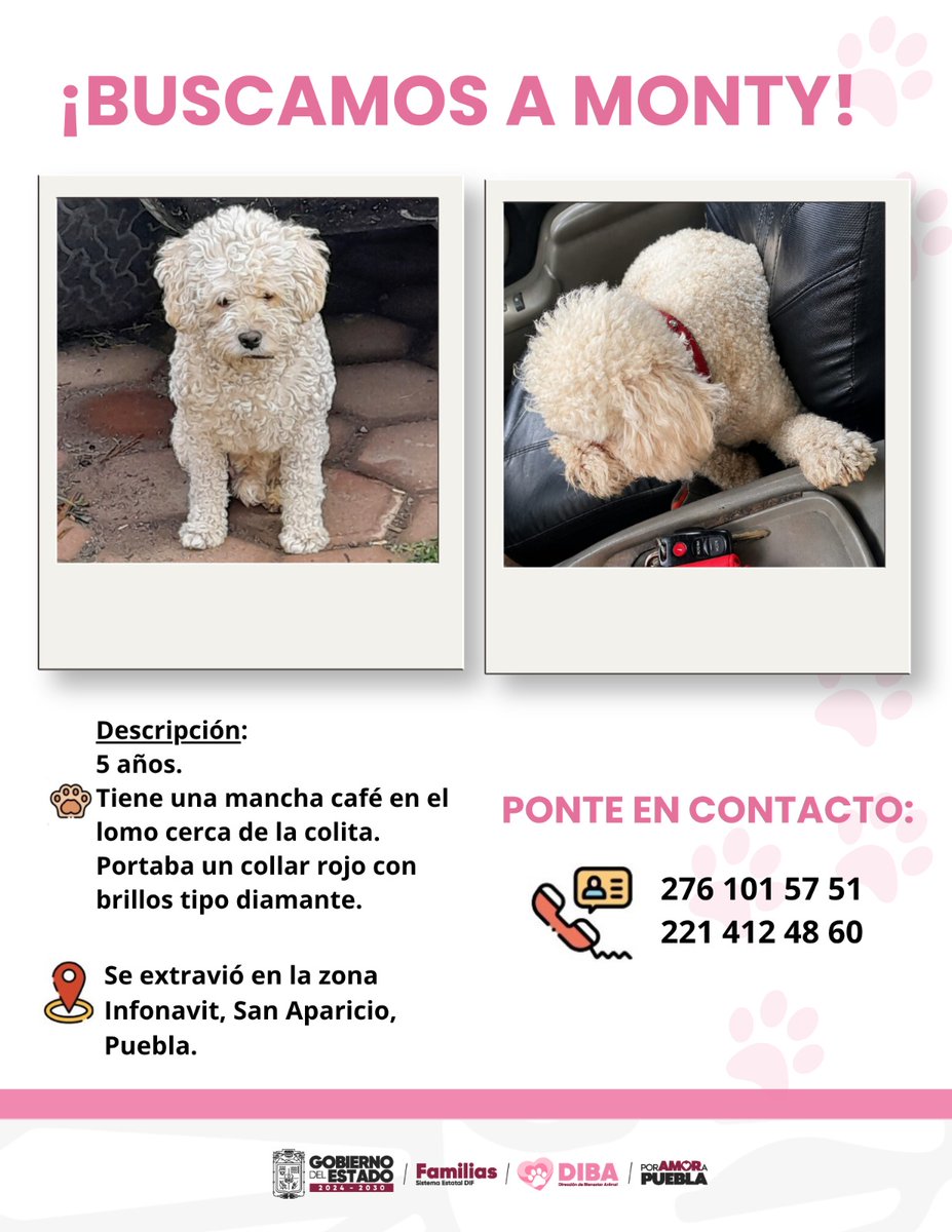 DIBAGobPue's tweet photo. 📢AYÚDANOS A QUE MONTY REGRESE A CASA. 🐶

El día 19 de julio de 2026, Monty se extravió en la zona de Infonavit San Aparicio.

Si tienes alguna pista o si lo resguardaste, por favor 🙏🏻 comunícate a los números:

📱276 101 57 51
      221 412 48 60

#PorAmorALasFamilias https://t.co/pVph1YNTj3