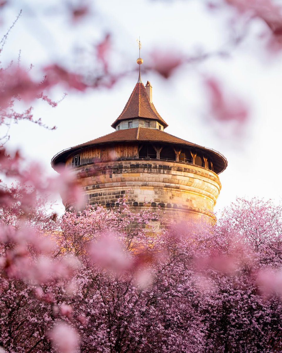 formgestaltllt6's tweet photo. Everyone waits for this… and then it’s gone in a week. 🌸
Kirschblüte in Nürnberg ist wie ein kurzer Traum,
der jedes Jahr wiederkommt aber nie lange bleibt.
Wenn du es erleben willst geh jetzt raus. https://t.co/KgfcvAPYSv
