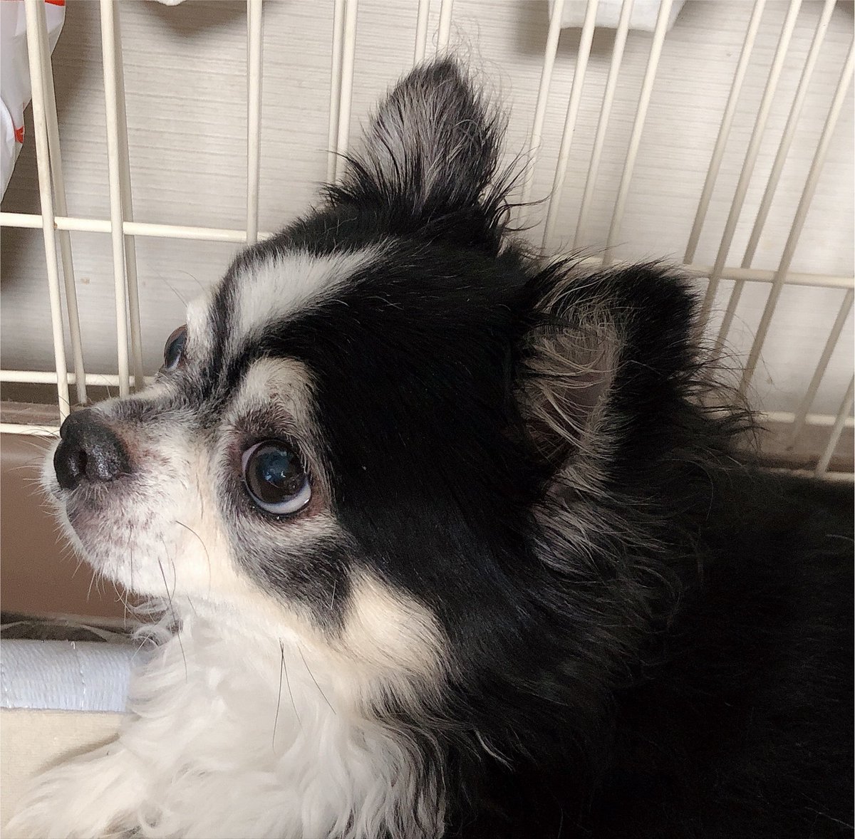 vpoco_nenechi's tweet photo. @kairex_mama 初めまして！
偶然お見かけしたのでコメント失礼します！
わんちゃん可愛いですね！！✨
おこがましくも飼い犬にとっても似ていて、瞬速で反応してしまいました😂 https://t.co/65m0OU9S6g