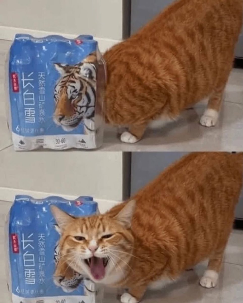 Cats_ooc's tweet photo. https://t.co/Kmzp7vZSfe