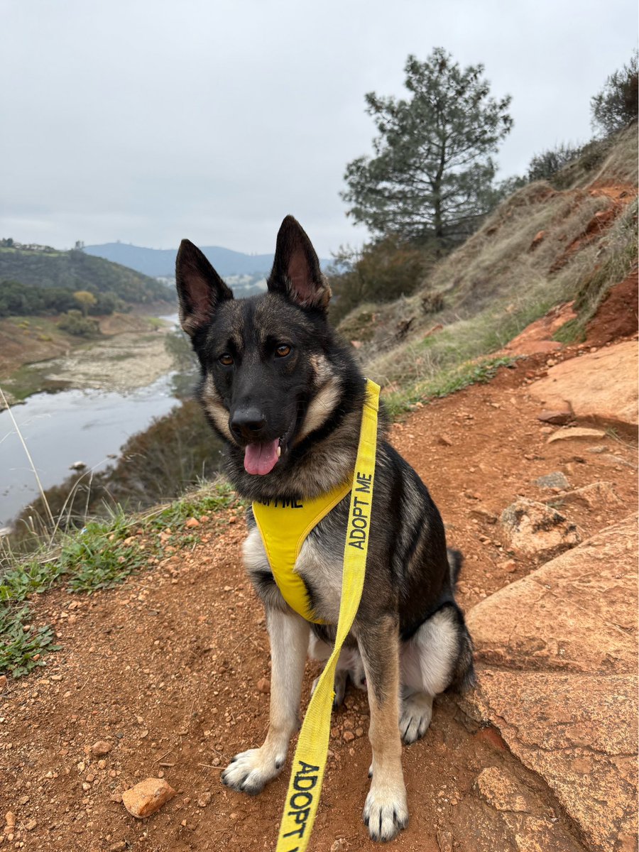 snookyvegas's tweet photo. Want to spend the day with a shelter dog? 🐶
Sacramento County Animal Care and Regional Parks have expanded the Barks & Recreation program, now giving participants a free Regional Parks day pass while helping dogs escape kennel stress and increase their adoption chances. 
Read more: https://t.co/g3VAw8NfHN

#Sacramento #DogAdoption #ShelterDogs
